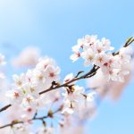 【古典・古文】助動詞「つ」 『完了・強意』用法の訳し方 使い方・意味