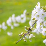 【古典・古文】助動詞「めり」の用法 『推定』『婉曲』の現代語訳 意味