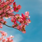 【古語・古典】古文の名詞 一覧 現代語訳 【53語収録】