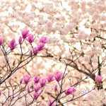 【古典・古文】『比況』の助動詞「ごとし」 訳し方や意味 接続