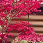 【古典】古文の敬語の基礎知識 二重敬語(最高敬語)とは 絶対敬語とは
