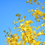 【古典】古文の副助詞「ばかり・まで・など・し」(程度・限度・例示等)